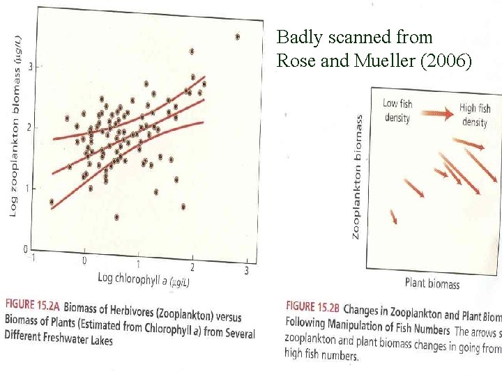 Badly scanned from Rose and Mueller (2006) 