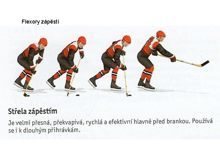 Flexory zápěstí 