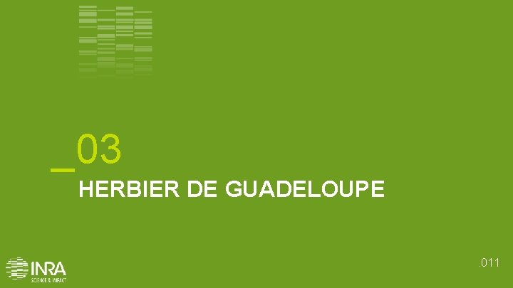 _03 HERBIER DE GUADELOUPE. 011 