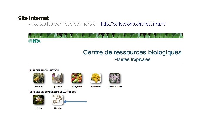 Site Internet ◦ Toutes les données de l’herbier http: //collections. antilles. inra. fr/ 