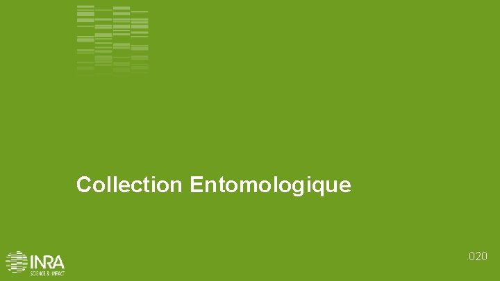 Collection Entomologique. 020 