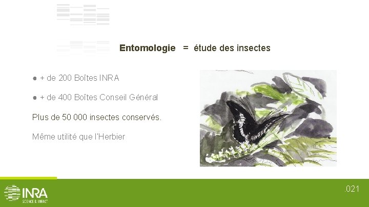 Entomologie = étude des insectes ● + de 200 Boîtes INRA ● + de