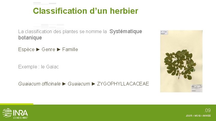 Classification d’un herbier La classification des plantes se nomme la Systématique botanique Espèce ►