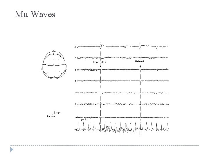 Mu Waves Mu Waves