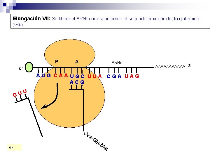 Elongación VII: Se libera el ARNt correspondiente al segundo aminoácido, la glutamina (Glu). P