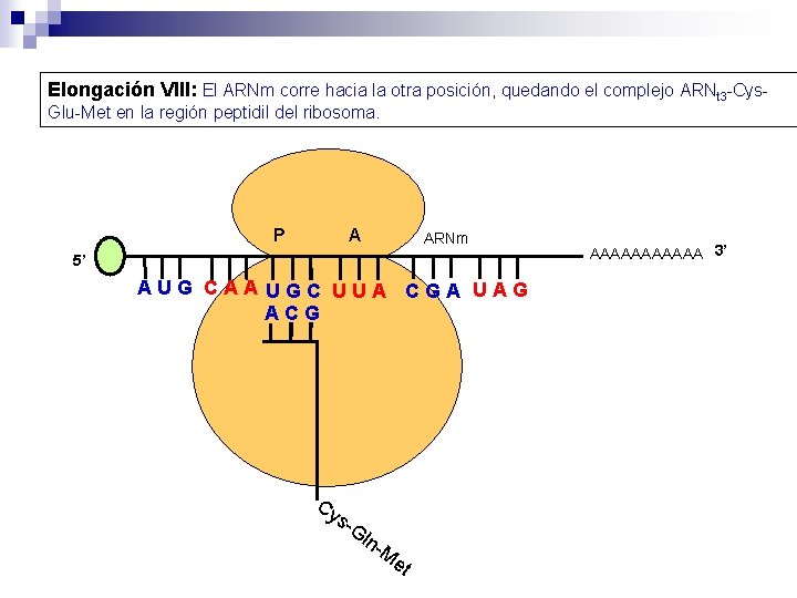 Elongación VIII: El ARNm corre hacia la otra posición, quedando el complejo ARNt 3