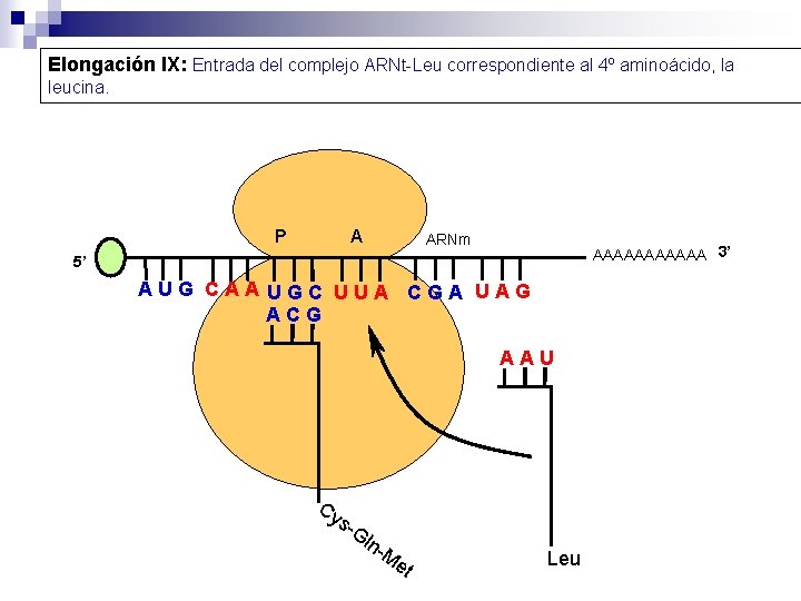 Elongación IX: Entrada del complejo ARNt-Leu correspondiente al 4º aminoácido, la leucina. P A