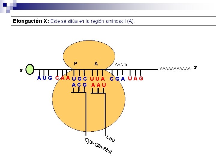 Elongación X: Este se sitúa en la región aminoacil (A). P A ARNm 5’