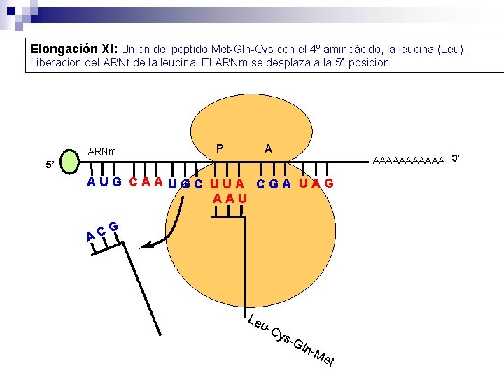 Elongación XI: Unión del péptido Met-Gln-Cys con el 4º aminoácido, la leucina (Leu). Liberación