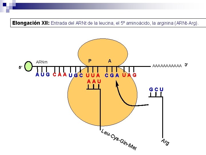 Elongación XII: Entrada del ARNt de la leucina, el 5º aminoácido, la arginina (ARNt-Arg).