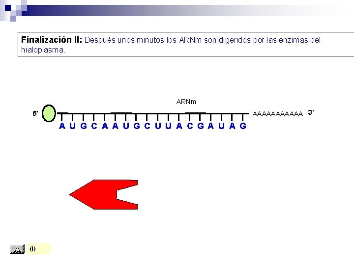 Finalización II: Después unos minutos los ARNm son digeridos por las enzimas del hialoplasma.