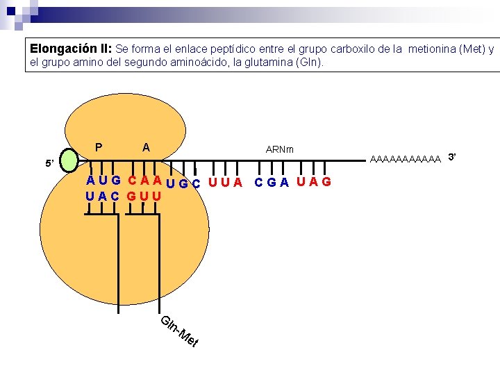 Elongación II: Se forma el enlace peptídico entre el grupo carboxilo de la metionina