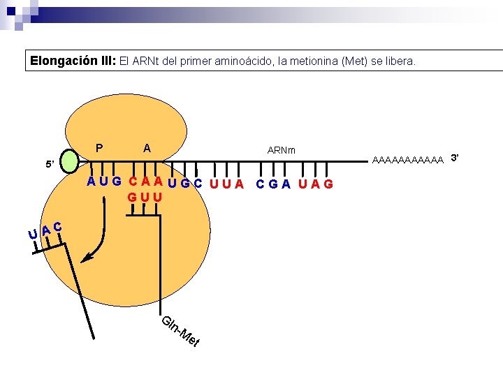 Elongación III: El ARNt del primer aminoácido, la metionina (Met) se libera. P A