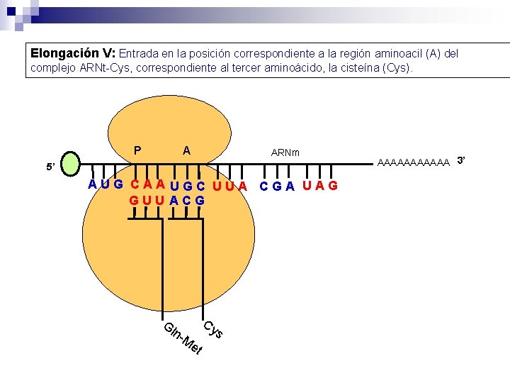 Elongación V: Entrada en la posición correspondiente a la región aminoacil (A) del complejo