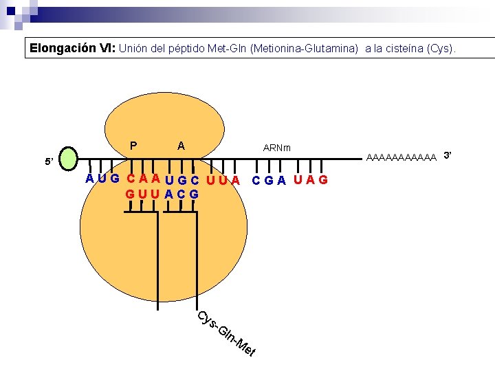 Elongación VI: Unión del péptido Met-Gln (Metionina-Glutamina) a la cisteína (Cys). P A ARNm