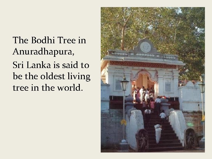 The Bodhi Tree in Anuradhapura, Sri Lanka is said to be the oldest living