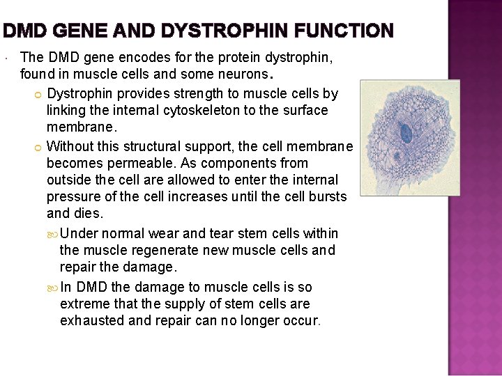 DMD GENE AND DYSTROPHIN FUNCTION The DMD gene encodes for the protein dystrophin, found