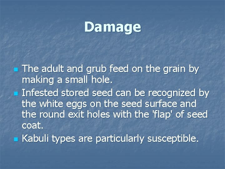Damage n n n The adult and grub feed on the grain by making Damage n n n The adult and grub feed on the grain by making