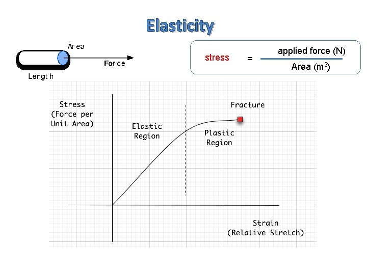 Elasticity stress = applied force (N) Area (m 2) 