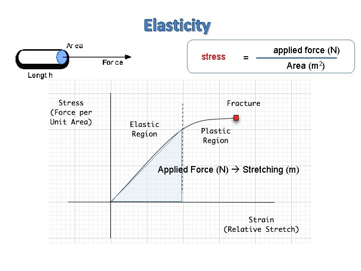 Elasticity stress = applied force (N) Area (m 2) Applied Force (N) Stretching (m)