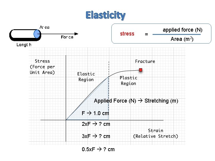 Elasticity stress = applied force (N) Area (m 2) Applied Force (N) Stretching (m)