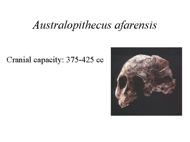 Australopithecus afarensis Cranial capacity: 375 -425 cc 