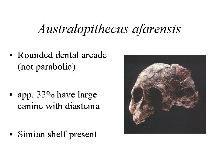 Australopithecus afarensis • Rounded dental arcade (not parabolic) • app. 33% have large canine