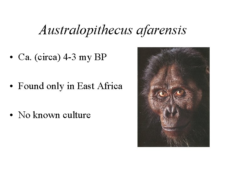 Australopithecus afarensis • Ca. (circa) 4 -3 my BP • Found only in East