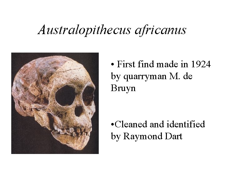 Australopithecus africanus • First find made in 1924 by quarryman M. de Bruyn •