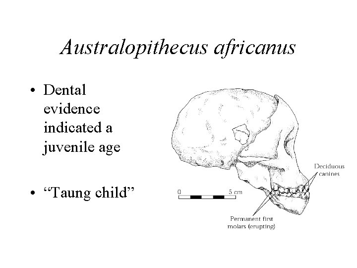 Australopithecus africanus • Dental evidence indicated a juvenile age • “Taung child” 