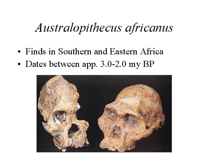 Australopithecus africanus • Finds in Southern and Eastern Africa • Dates between app. 3.