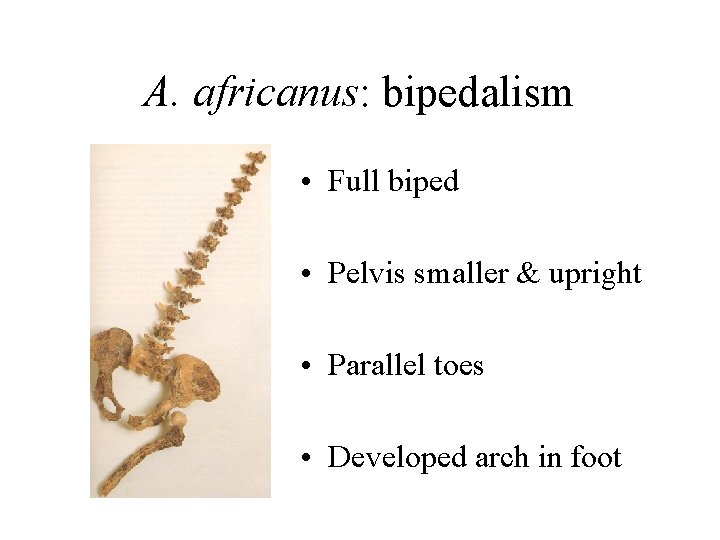 A. africanus: bipedalism • Full biped • Pelvis smaller & upright • Parallel toes