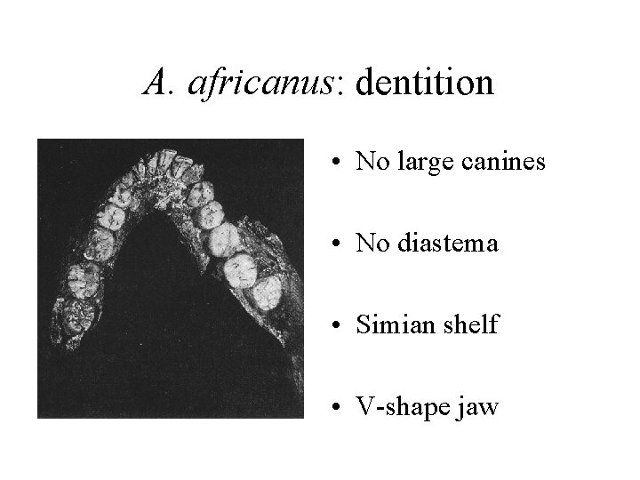 A. africanus: dentition • No large canines • No diastema • Simian shelf •