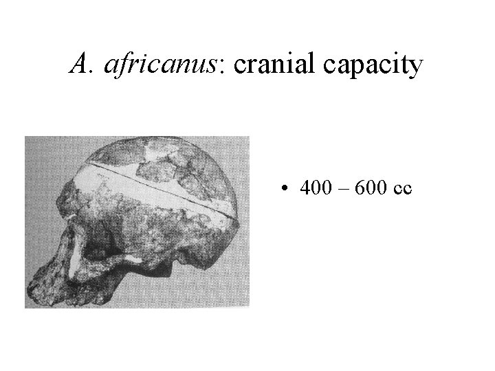 A. africanus: cranial capacity • 400 – 600 cc 