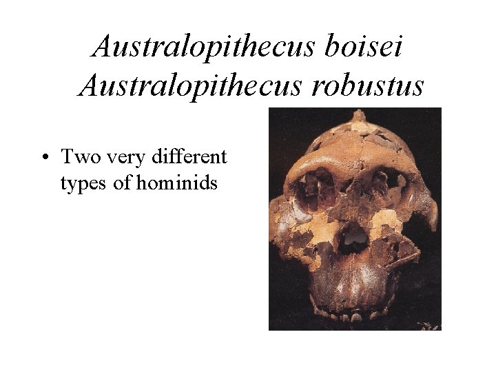 Australopithecus boisei Australopithecus robustus • Two very different types of hominids 