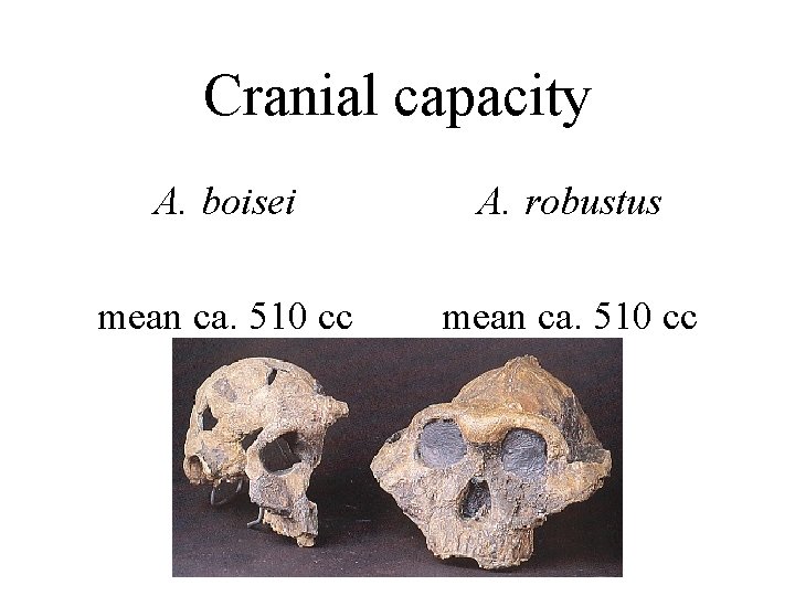Cranial capacity A. boisei A. robustus mean ca. 510 cc 