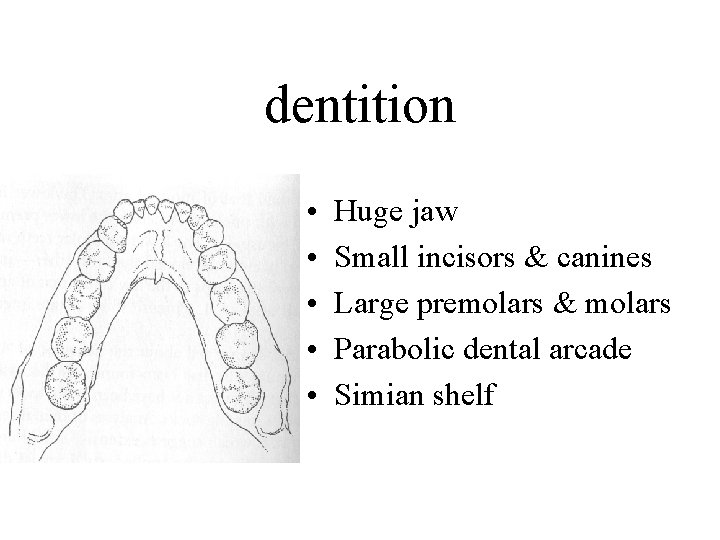 dentition • • • Huge jaw Small incisors & canines Large premolars & molars