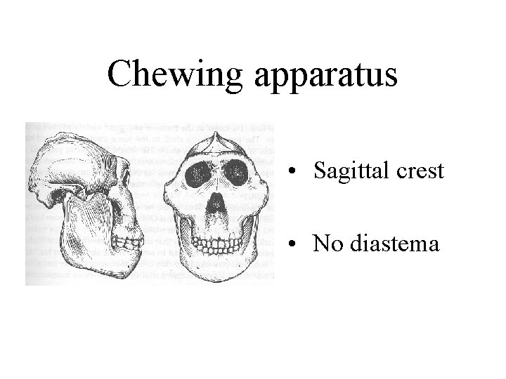 Chewing apparatus • Sagittal crest • No diastema 