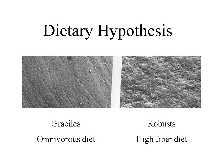 Dietary Hypothesis Graciles Robusts Omnivorous diet High fiber diet 