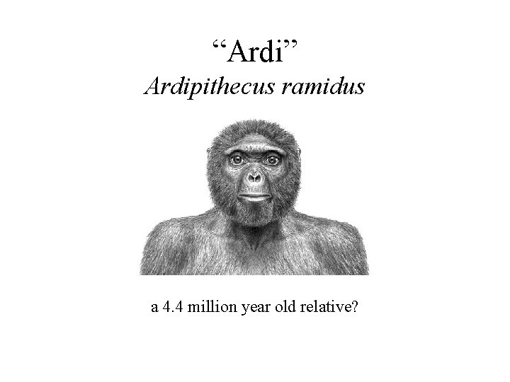 “Ardi” Ardipithecus ramidus a 4. 4 million year old relative? 