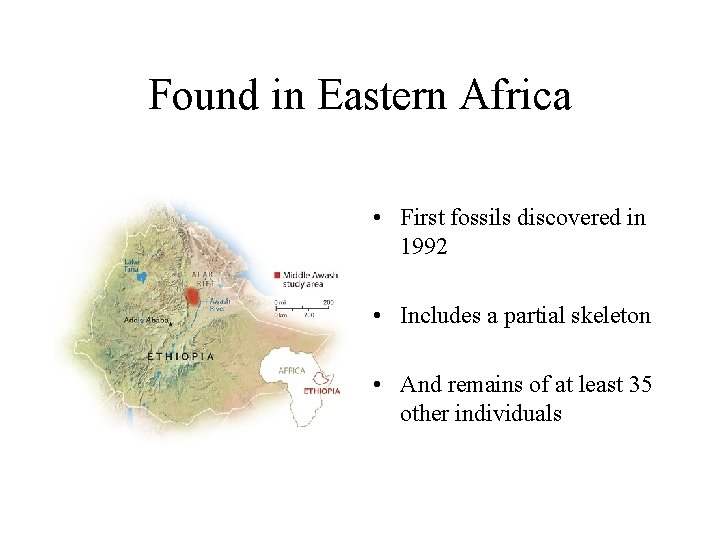 Biological Anthropology The Early Hominids Hominid Species Ardipithecus