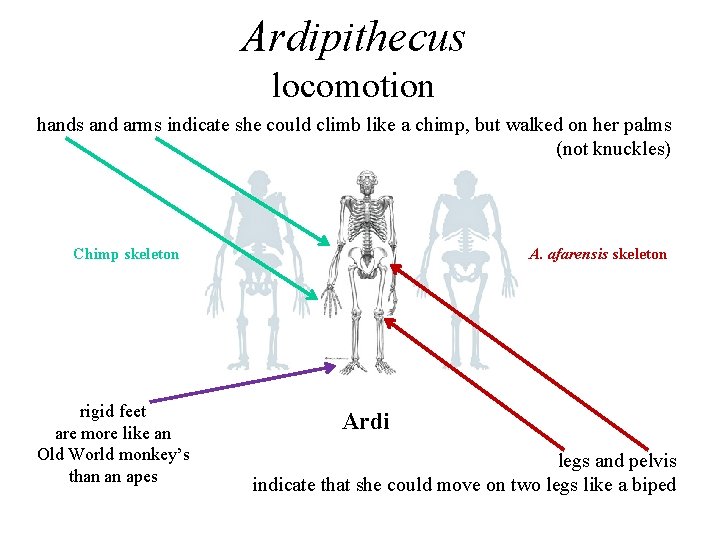 Ardipithecus locomotion hands and arms indicate she could climb like a chimp, but walked