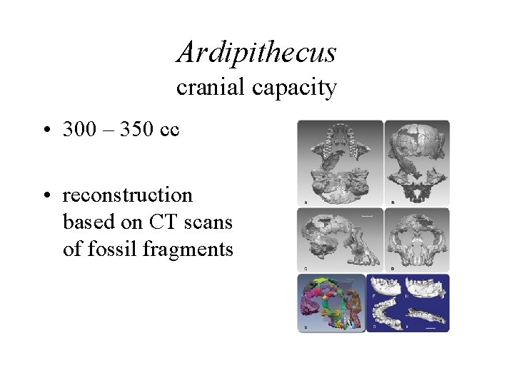 Ardipithecus cranial capacity • 300 – 350 cc • reconstruction based on CT scans