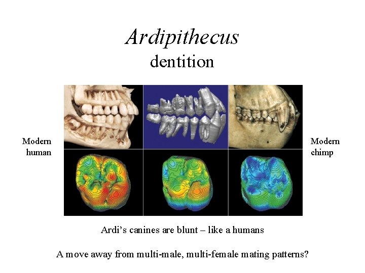 Ardipithecus dentition Modern human Modern chimp Ardi’s canines are blunt – like a humans