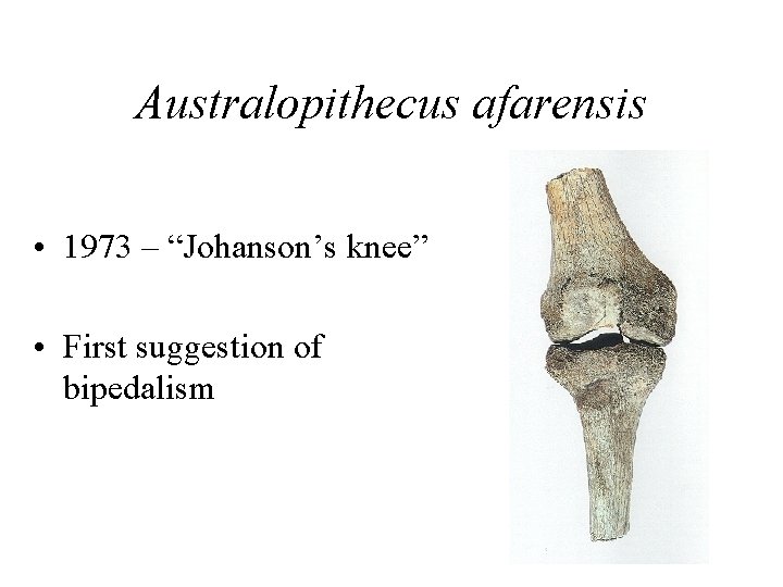 Australopithecus afarensis • 1973 – “Johanson’s knee” • First suggestion of bipedalism 