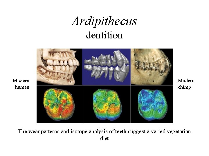 Ardipithecus dentition Modern human Modern chimp The wear patterns and isotope analysis of teeth