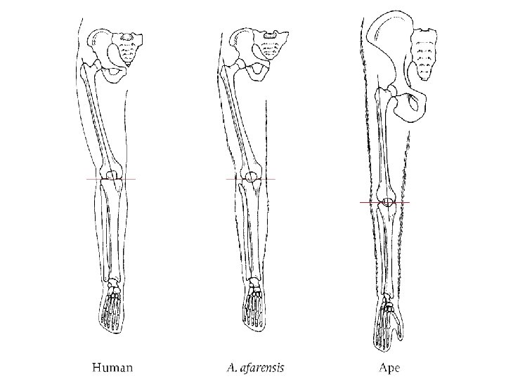 Figure 11. 13 