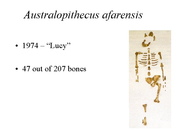 Australopithecus afarensis • 1974 – “Lucy” • 47 out of 207 bones 