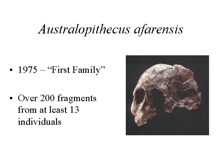Australopithecus afarensis • 1975 – “First Family” • Over 200 fragments from at least