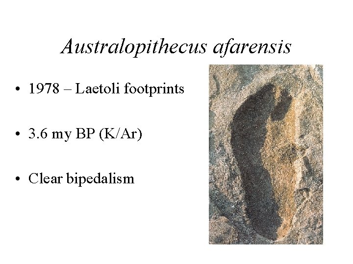 Australopithecus afarensis • 1978 – Laetoli footprints • 3. 6 my BP (K/Ar) •